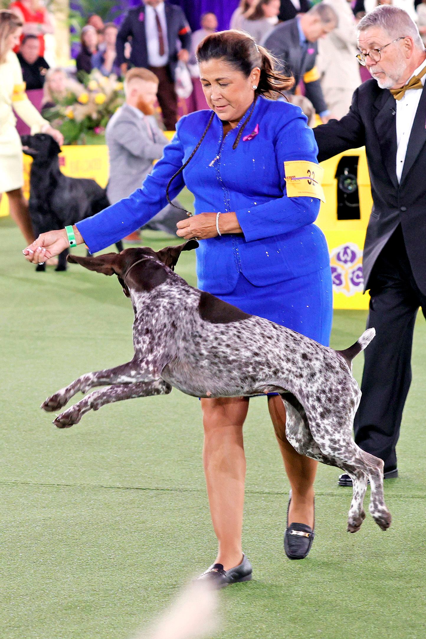 Westminster Dog Show 2021 See The Best In Show Group Winners Whio Tv 7 And Whio Radio