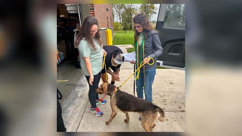 13 Dogs Arrive in Dayton From Alabama as Shelters Make Space After Hurricane Isaias