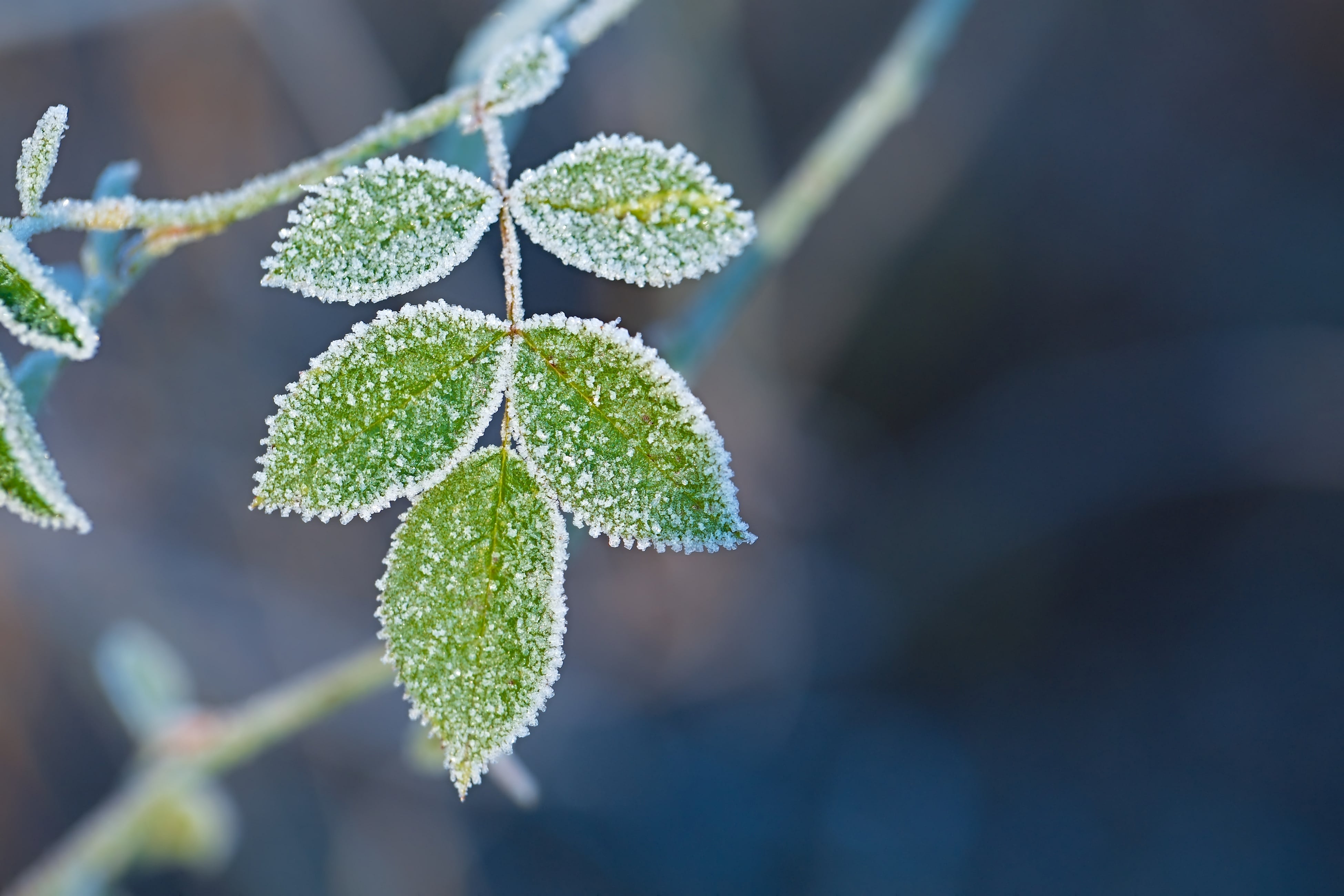 Freeze Warning Issued For Miami Valley From 1 A.M. To 9 A.M. Sunday