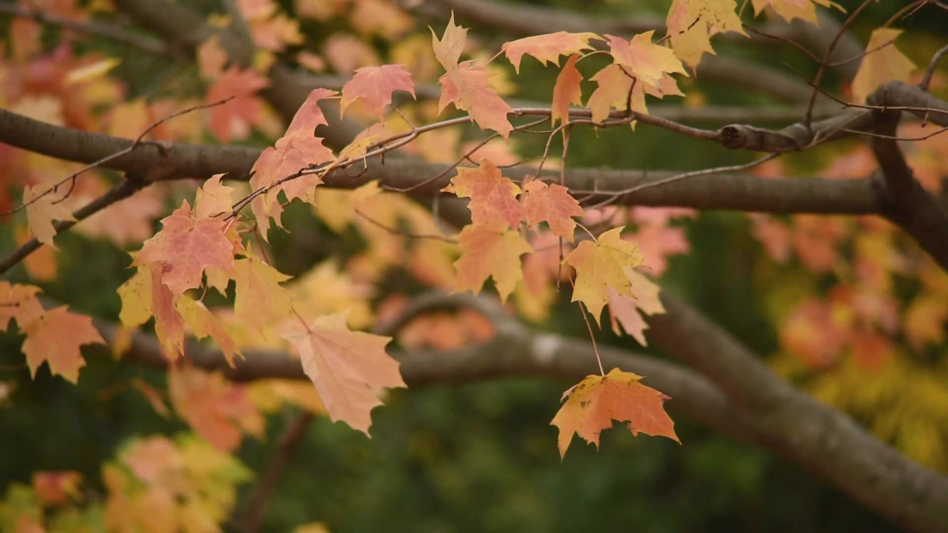 Dayton Braces for Sunday Evening Storms, Ushering in Fall Temperatures