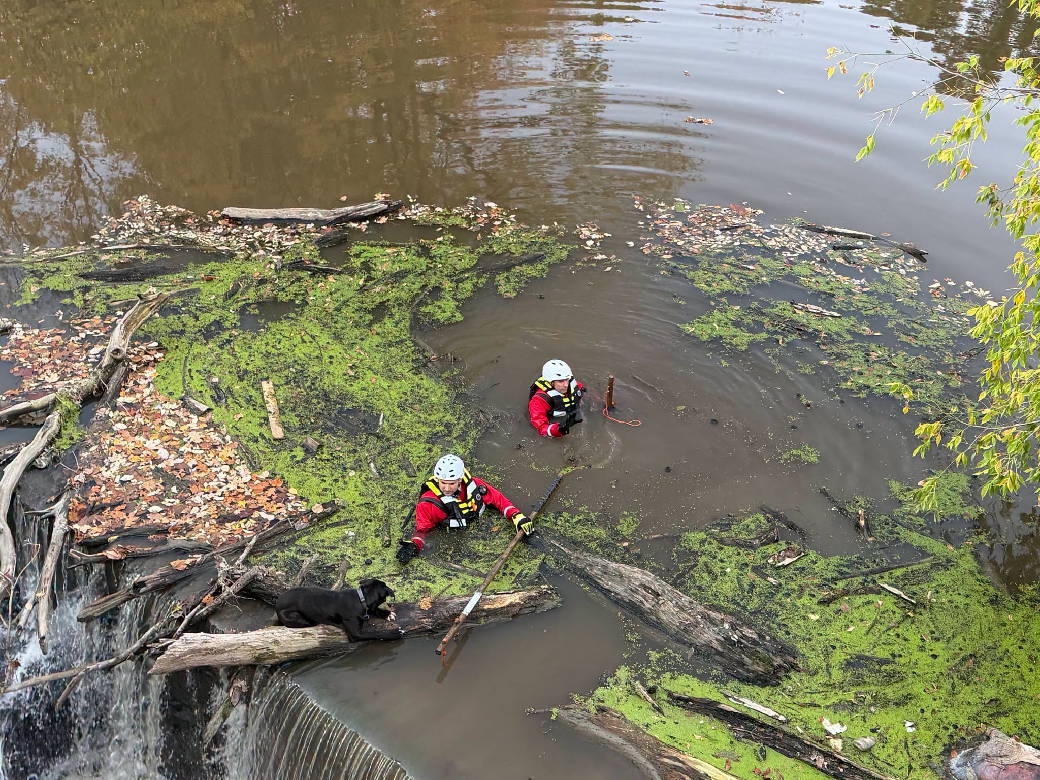 Firefighters Rescue Dog Trapped on Log in Northern Ohio River