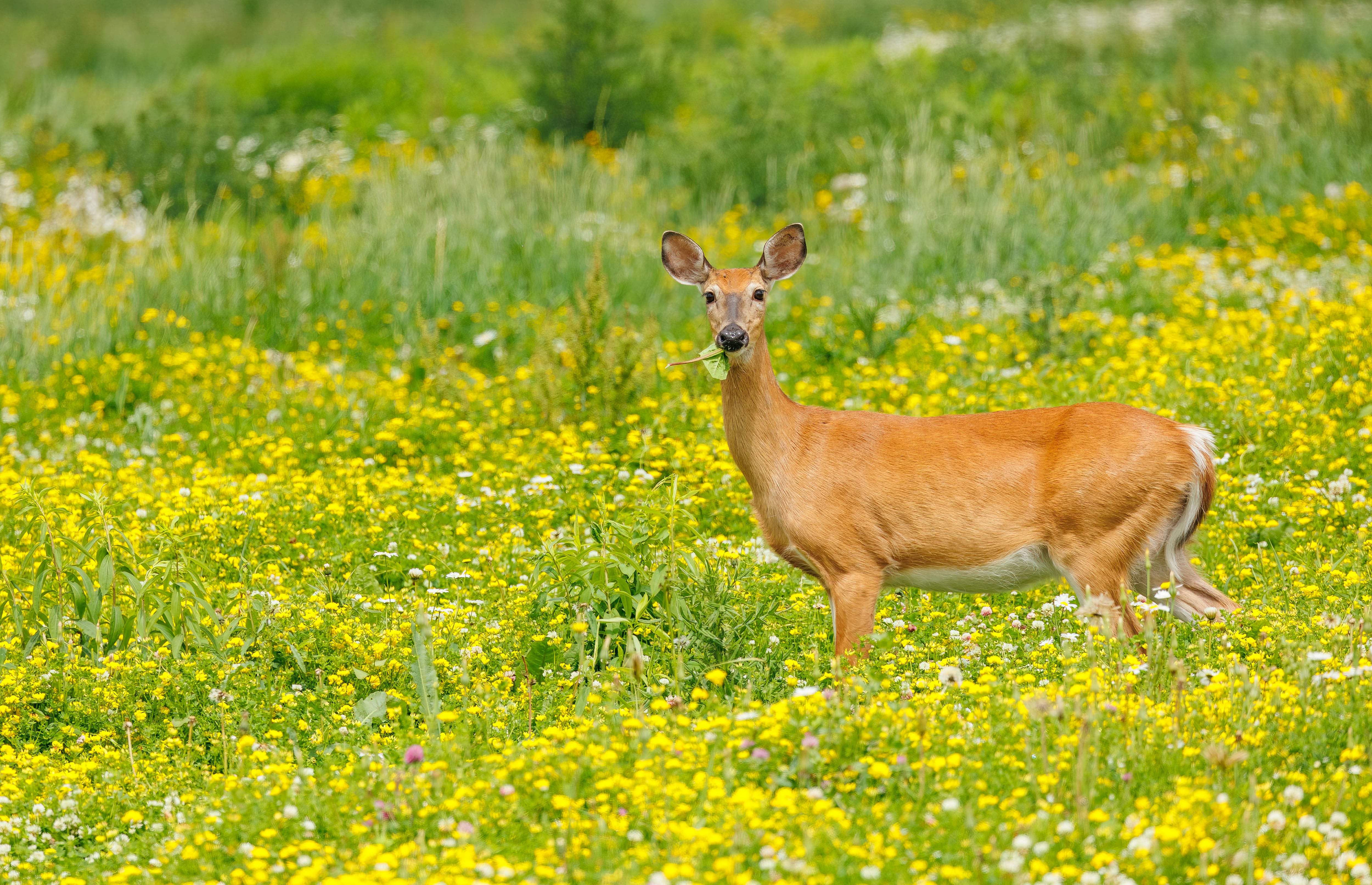 Deer-Related Traffic Fatalities Rise in Ohio; Experts Urge Caution
