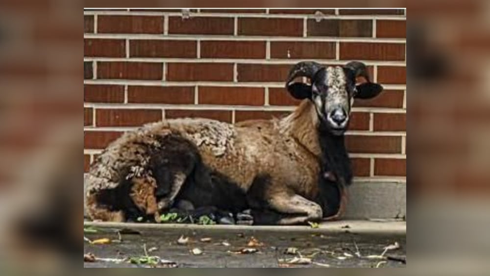 City of Trotwood Warns Residents About Loose Ram