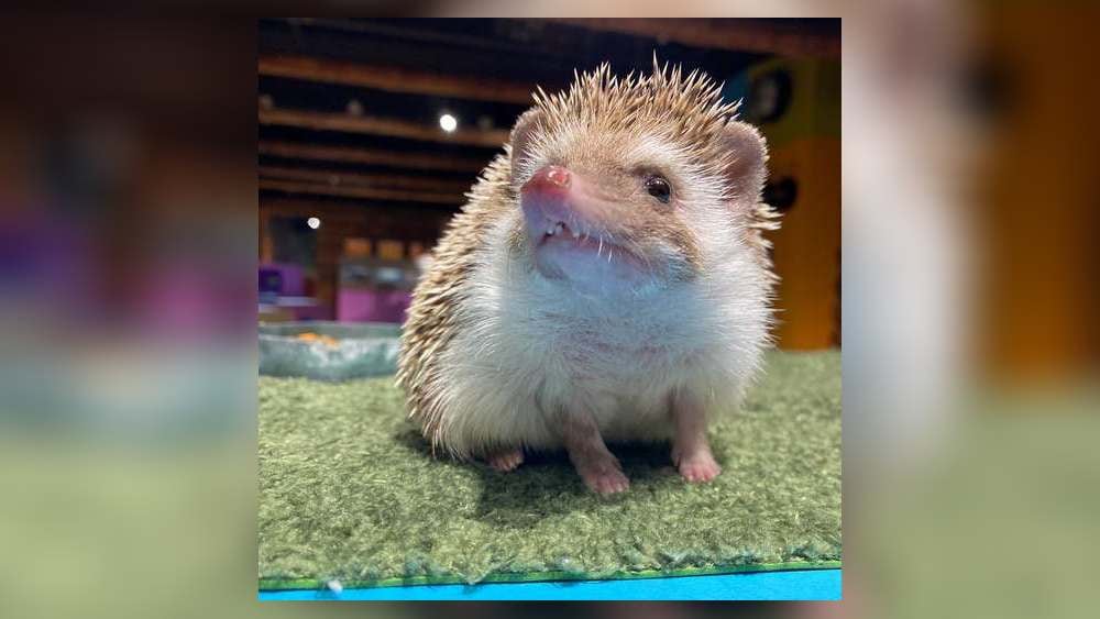 Walnut, Educational Hedgehog Ambassador at Boonshoft Museum, Dies at Age 9