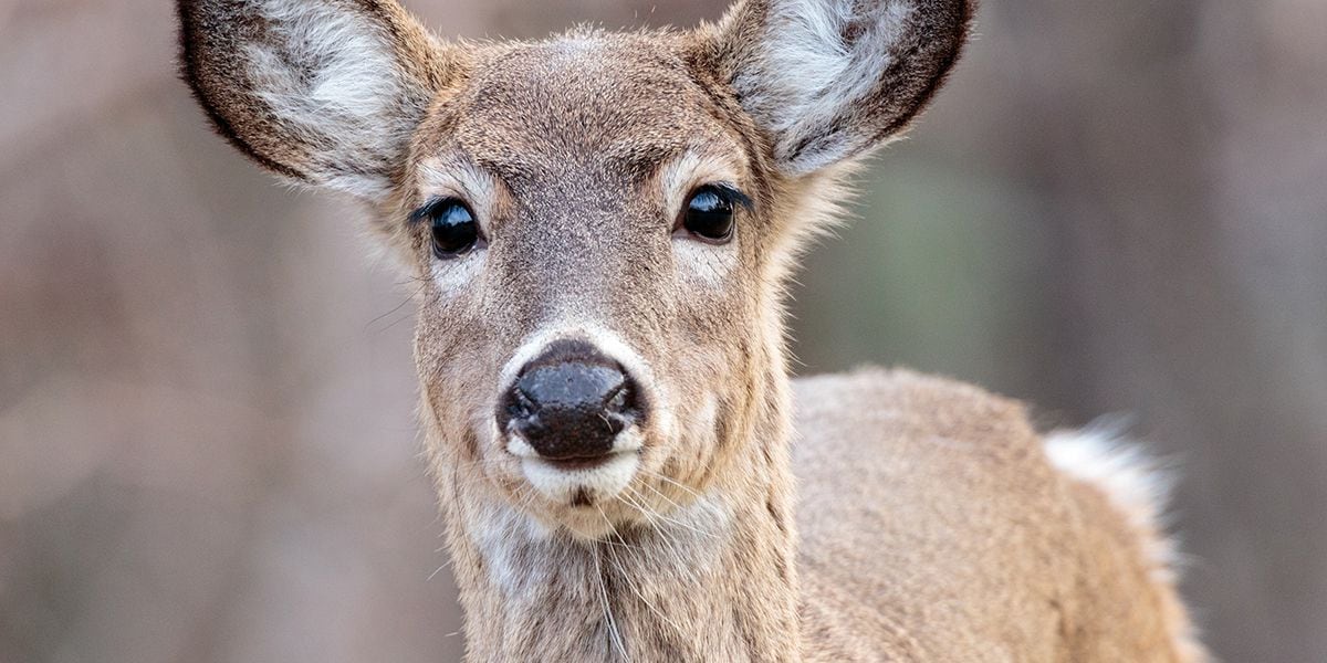 Champaign County Sheriff’s Office Issues Deer Hunter Safety Tips