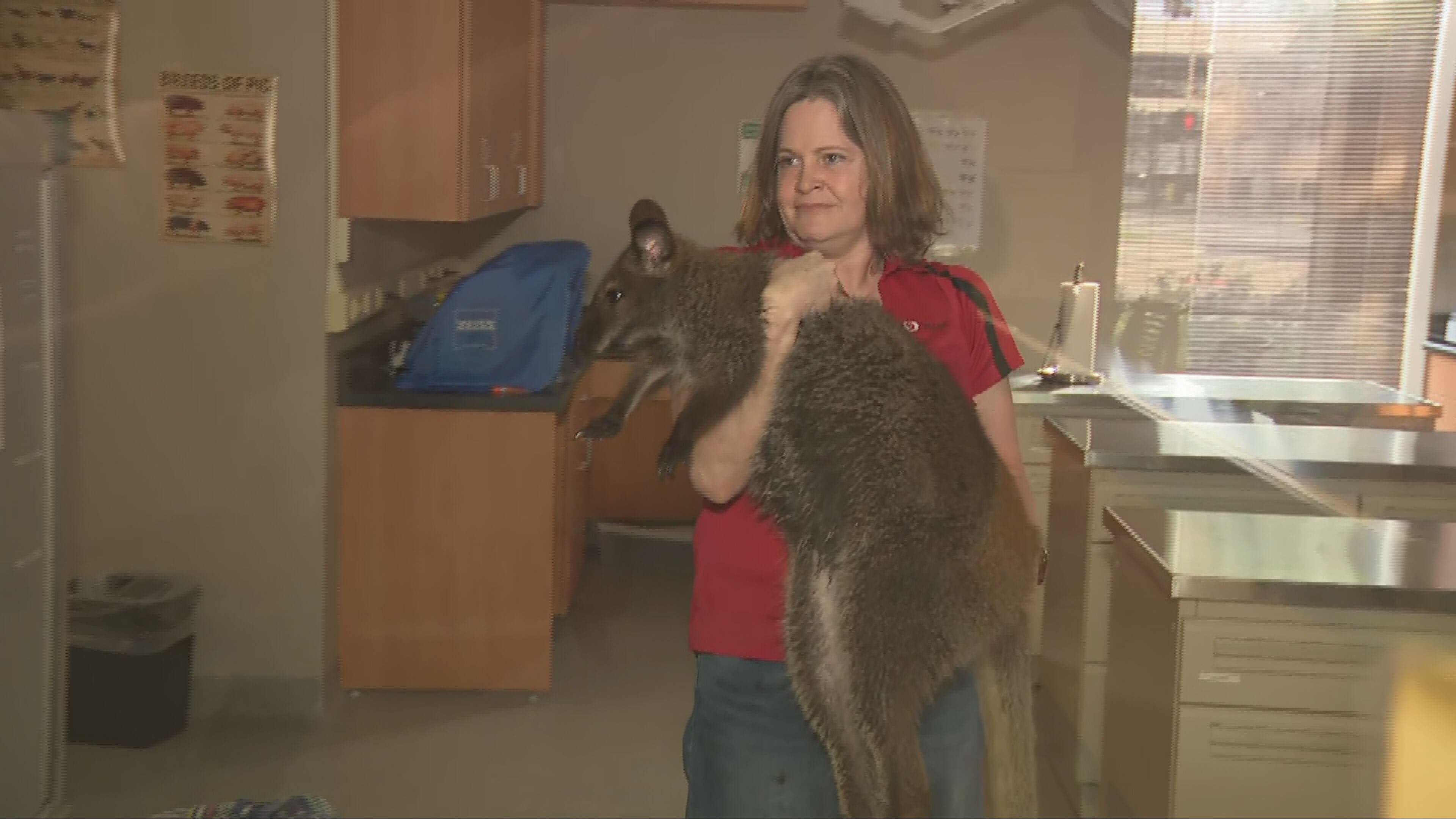 PHOTOS: Wallaby captured after being on the loose in Dayton – WHIO