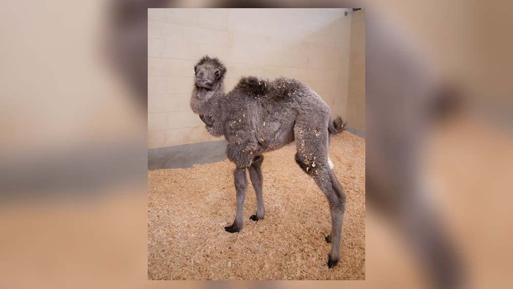 Toledo Zoo Announces Birth of New Camel Calf